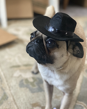 Pug With a Hat
